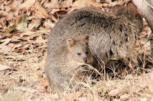 早春と赤ちゃんの埼玉こども動物自然公園2023（前編）クオッカの