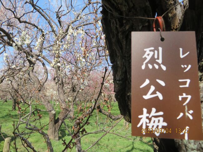 梅が満開の偕楽園へ行ってきました<br />梅まつりの期間は偕楽園（臨時）駅に電車が停まるので便利です<br />この日はお天気も良く暖かで大混雑のホームでした<br />偕楽園駅から階段を上ると偕楽園入口です<br /><br />弘道館へは常磐神社横の茨城バス乗り場から向かいました<br />弘道館行きと水戸駅行が有るので時刻表を見ていったほうが良いです。<br />偕楽園駅に停留所がある関東バスは弘道館へは行かないようですが、銀杏坂で降りると徒歩圏内です<br /><br />水戸駅から弘道館へは徒歩圏内ですが銀杏坂が急坂です