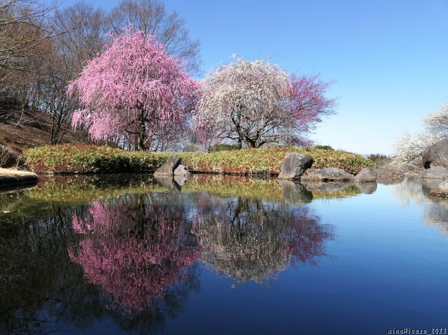 栃木県佐野市と栃木市跨がる都市公園「みかも山公園」の佐野市側、「三毳山」の西側斜面に作られた「万葉庭園」へウメを見に行きました。<br /><br />ここには、紅梅、白梅、しだれ梅などが何本か植栽されていて、この日は、それらが、ほぼ満開でした。どの花も未だ綺麗な状態で咲いていたので、遠目にも、近くに寄って見ても、とても綺麗でした。更に、天候に恵まれて、それらの花を青空が”映えさせて”いました。<br /><br />
