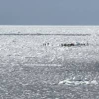 ふらっと流氷を見に