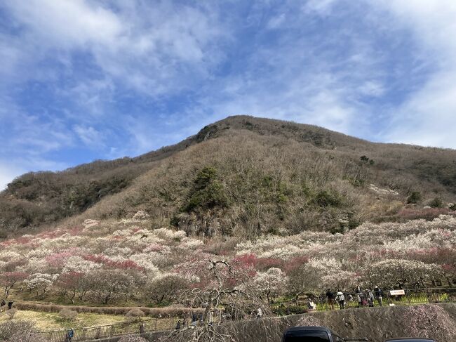 全国旅行支援を使って、湯河原温泉に行ってきました。<br />探し始めたのが遅かったので、実施している県が限られていて、近場の神奈川県で探すことに。箱根は土日は混んでいるので、のんびり出来そうな湯河原温泉に。<br />インターネットで見たところ、とてもきれいなお宿だったので、神奈川県市町村職員共済組合の保養所である「湯河原温泉　ちとせ」を予約しました。食事もおいしかったですし、お部屋も広くて、大満足でした。<br /><br />回ったところは、どこもよくて、とても充実した旅行になりました。