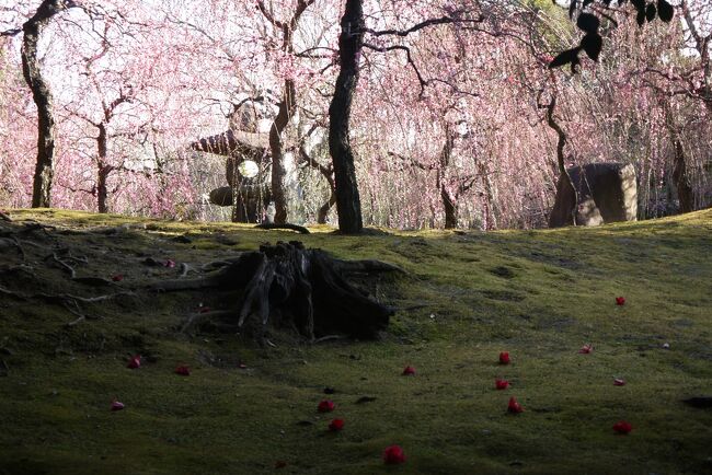 第57回「京の冬の旅」で特別公開している大徳寺　塔頭寺院　三玄院と城南宮「しだれ梅と椿まつり」のしだれ梅と落ち椿を是非見たくて、母と妹を誘って初めての三人旅です。<br /><br />朧八瑞雲堂…大徳寺…あぶり餅　かざりや…城南宮<br /><br />今回は妹がいるので、ゆったりした計画です。