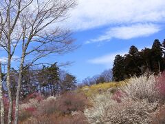 春の秩父・長瀞ひとり旅（後半）～宝登山で蝋梅と梅の花を堪能してきました