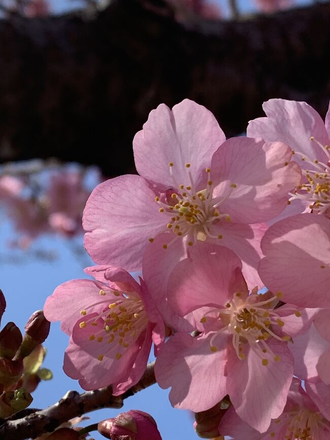 梅は～咲いたか～桜はまだかいな～♪