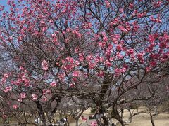 梅の花