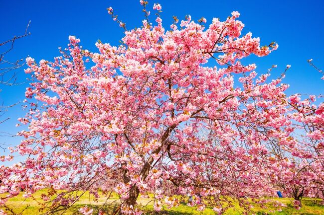 　豊前市にあるミカン園「静豊園」で、早咲きの桜「河津桜」が見頃を迎えました。<br />　今年の河津桜は寒波の影響で開花が遅れ、３日前の情報ではまだ３分程度開花でしたが、その後の温かさで一気に開花しました。
