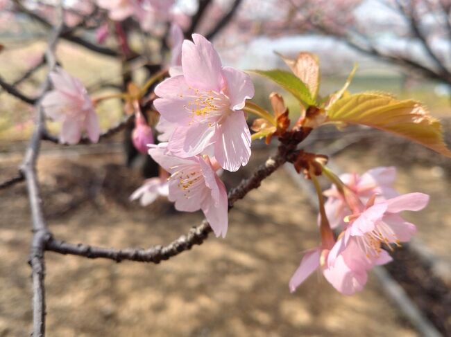 去年は、ちょっと遅かったので、今年は…と思ったが、この時期になってしまった。<br />とにかく行ってみよう!! 仏餉(ぶっしょう)の河津桜。<br /><br />90歳の義母を連れての第二弾です。