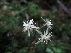 ひと山越えて秘密の花園へ