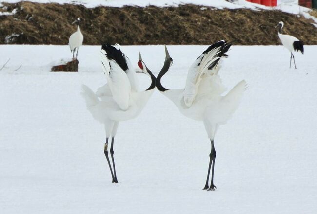 タンチョウ　鶴舞う里に響く鳴き声