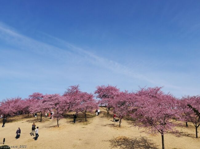 群馬県伊勢崎市の「伊勢崎市みらい公園」へ、河津桜を見に行きました。前回（15日前）に来たときには、ほんの少し咲き始めているだけでした。この日には、綺麗に咲き揃って満開でした。<br /><br />この公園、以前は「いせさき市民の森公園」と呼ばれていましたが、ネーミングライツにより今年(2023)の１月からは「伊勢崎市みらい公園」と呼ばれています。