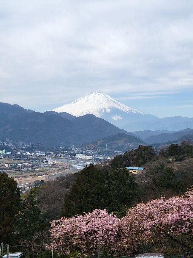 近くで梅と桜が見られそうなので訪れてみました。<br />小田急小田原線の新松田から徒歩でJR松田駅に移動。<br />JR御殿場線で下曽我駅下車　<br />曽我は辺り一面梅の木でした。<br />梅祭りは終わっていたので人はいませんでしたがこんなに沢山の梅の木があるのに驚きました。梅が特産品なのですね。<br />再び御殿場線で松田に戻り徒歩で松田山ハーブガーデンへ。<br />こちらは斜面にある河津桜と菜の花が満開。富士山と一緒に写真が撮れます。山の中腹なので大島が遥か先に見えます。