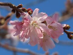 久し振りに冬桜を見る