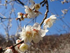 春はもうすぐ～筑波山梅まつり　おまけの早春の花