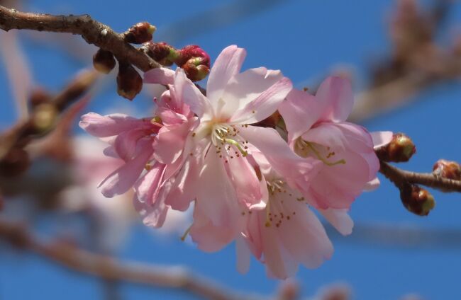 3月8日、午前10時半頃にふじみ野市亀久保西公園に行き冬桜を観察しました。　前回訪問は2月19日でしたが、二番花の開花が始まっていました。　これから四月初めにかけて冬桜は咲きそろう様子です。<br /><br /><br /><br />*写真は美しい冬桜