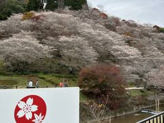 四季桜ドライブ　2022.12