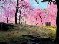 京都へ　城南宮のしだれ梅と落ち椿　