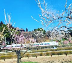 シニアトラベラー！偕楽園の梅満喫の旅②