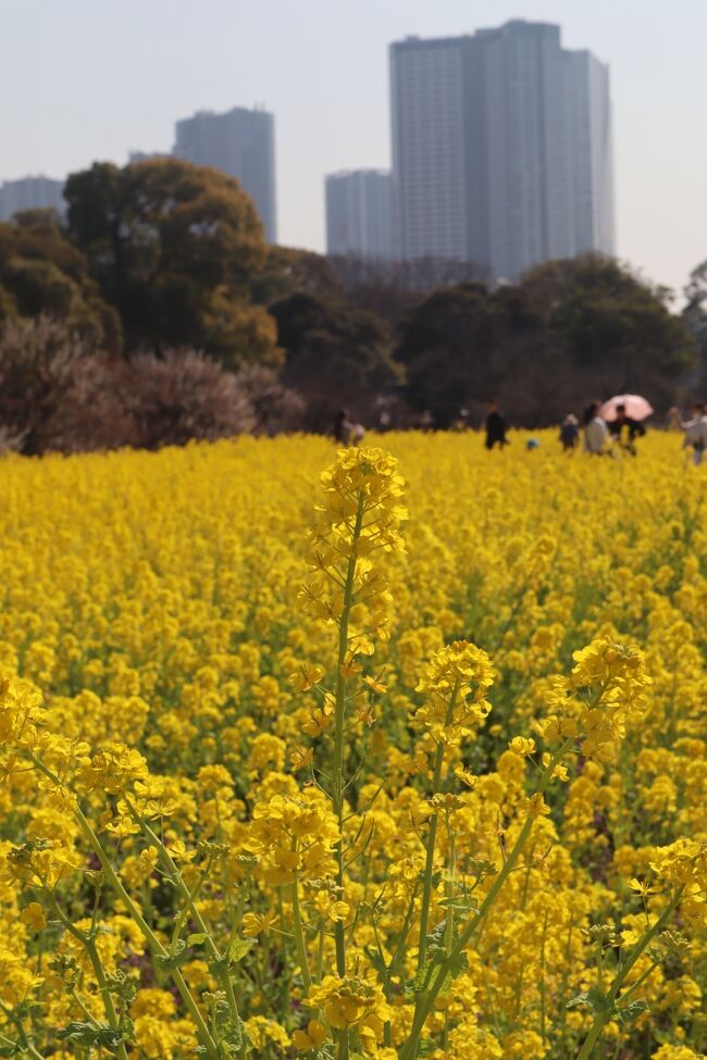 いよいよ春の訪れです。<br />浜離宮恩賜庭園の葉の花も見頃を迎えたということで、出かけました。<br />浜離宮恩賜庭園は、旧浜離宮庭園として特別史跡・特別名勝に指定されています。<br />寛永年間（1624～1644年）までは、将軍家の鷹狩場で、一面の芦原でした。ここに初めて屋敷を建てたのは、四代将軍家綱の弟で甲府宰相 の松平綱重。承応3年（1654年）、綱重は将軍から海を埋め立てて甲府浜屋敷と呼ばれる別邸を建てる許しを得ました。その後、綱重の子供の綱豊(家宣) が六代将軍になったのを契機に、この屋敷は将軍家の別邸となり、名称も浜御殿と改められました。<br />訪れる人も多くなく、ゆっくり菜の花を鑑賞できました。<br />築地は、外国からの観光客で溢れていました。<br />昼食は、日本料理 魚月でいただきました。200台のモニターに囲まれたメインホールでのランチ。壁と床すべてがプロジェクションマッピングで埋め尽くされて海の映像を映し出していました。<br />