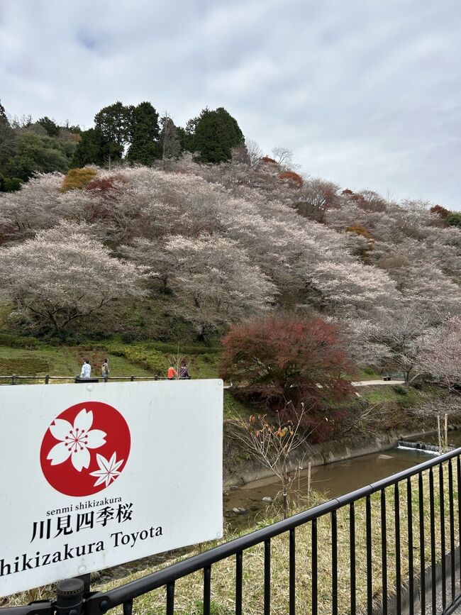 愛知県豊田市の小原にある、四季桜を見に行きました。<br /><br />紅葉と桜が同時に見ることが出来ました。
