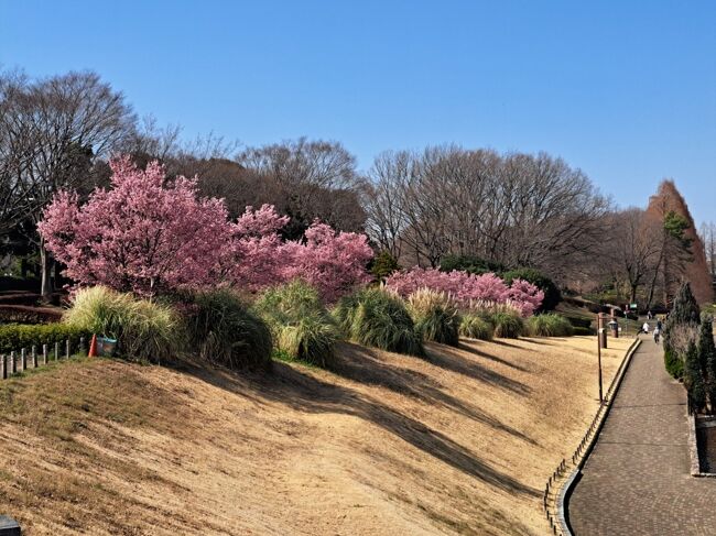 ぱかぽか陽気なので近くの相模原公園へ<br />お弁当持って桜を見に出掛けました