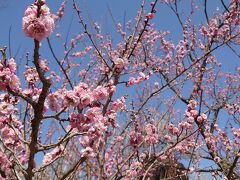 偕楽園で梅花見