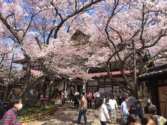 花の伊那　信州伊那高遠さくら祭り II