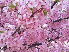 リベンジ河津桜・三浦海岸日帰り旅