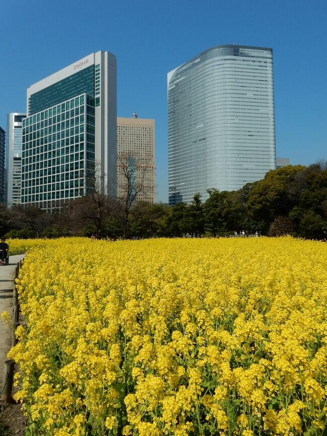 　浜離宮恩賜庭園で春の使者の”菜の花”が見頃とのニュースがあり、お天気に誘われ春を探しに出かけてきました。<br /><br />　この庭園はかつて江戸時代は、徳川将軍家の庭園で六代将軍家宣の時代に将軍家の別邸となって「浜御殿」と呼ばれるようになったそうです。<br />明治維新の後は皇室の離宮となり、名称を「浜離宮」と変え、その後昭和20年11月3日、東京都に下賜（かし）され、整備の後に昭和21年4月から「浜離宮恩賜庭園」として公開された。（リーフレットより要約）<br />