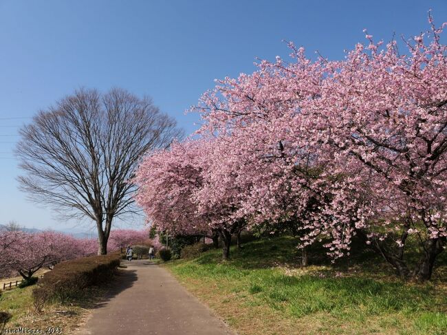 埼玉県深谷市の「榛の森公園」へ、河津桜を見に行きました。サクラはどれも既に満開で、葉が出始めている枝もありましたが、まだまだ十分に見頃が続いていました。人出も特に混雑するほどではなく、駐車場も十分に余裕があり、更には天候に恵まれて、花見を楽しむ事ができました。