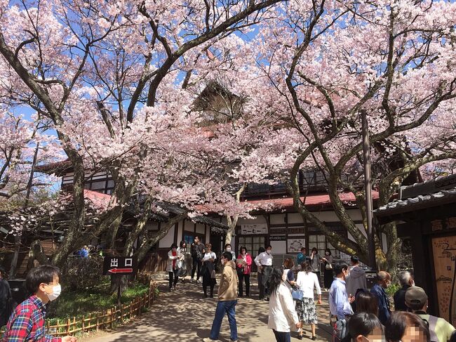 日本三大桜の名所*)の１つとされる高遠城址公園の桜を見学してきました。現在、園内には約1500本もの「タカトオコヒガンザクラ」（固有種）があり、 ソメイヨシノより少し小ぶりで赤みのある花を咲かせて、その可憐さと規模の大きさから「天下第一の桜」と称されるほどです。その樹林は県の天然記念物の指定を受け、平成2年には、日本さくらの会の「さくら名所百選」に選ばれています。　　<br /><br />写真の枚数が多いので２回に分け、今回はhttps://4travel.jp/travelogue/11748521 に続く２回目のご報告です。<br /><br />*) 他の二ヶ所は、青森県の弘前公園と奈良県の吉野山です。<br />