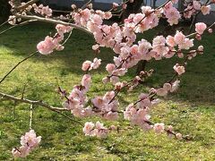 水戸梅まつり　弘道館と水戸城跡