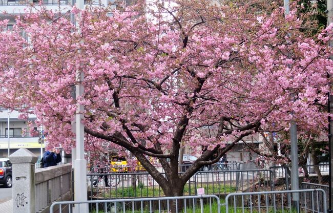 月一京町散歩（3月）平安京散歩「一条大路」