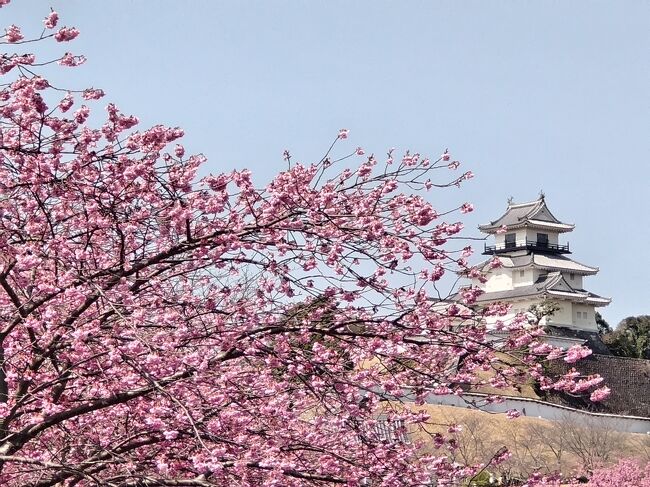 掛川城のそばの逆川沿いの掛川桜が満開間近とのニュースに、お天気もいいので見に行ってみました。ここ２年はなかなかタイミングが合わなかった桜ですが、久しぶりにほぼ満開、晴天の掛川桜が見れました。<br /><br />ちょうど二の丸美術館にて『徳川家康と掛川三城』という展覧会もあったので見て、少し歩いて掛川古城跡に徳川家光をまつる龍華院大猷院霊屋と、家康の側室の於愛の方(西郷の局)の石碑があるとのことで見て来ました。<br /><br />いつも来ていた掛川城ですが、家康の歴史を辿って見るとまた違った味わいがあり、新たに知る事もありましたね。<br /><br />帰りはいつもの事任八幡宮でお詣りして帰路につきました。<br />お天気も良く満開間近の掛川桜はとても良かったです。