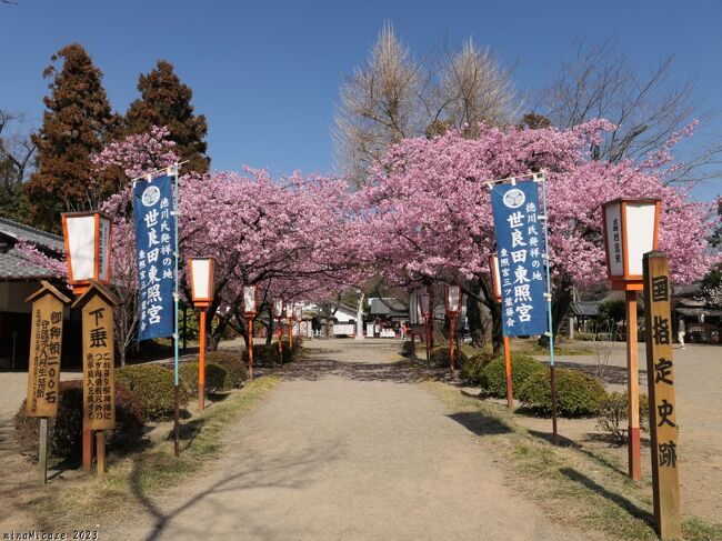 群馬県太田市の「世良田東照宮」へ、河津桜を見に行きました。南側の参道（？）に、少しだけ植栽されています。多少、葉が出始めていましたが、まだ十分に満開で、見頃が続いていました。