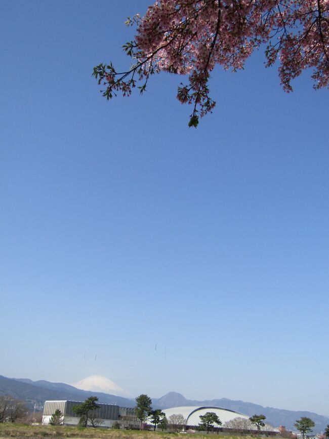 　酒匂川下流左岸の鈴廣蒲鉾恵水工場脇の大漁桜が満開になっているという小田原箱根経済新聞の記事を見て、翌日に出掛けてみた。<br />　この記事には「神奈川県西部地域には多くの桜のスポットがあり、いずれもきれいに咲くが、ここの桜は見て観賞するだけでなく、港、漁業、川、富士山、足柄平野の営みなどに思いを寄せることができる桜。」とあり、富士山とのコラボが楽しめる場所かと思ったので、天気が回復しつつある当日午後ではなく、翌日の午前中にしたのだ。<br />　しかし、さすがに田原箱根経済新聞の記者の記事だ。<br />　満開は大ウソであり、相当に散ってしまっているし、葉も多く出ている。これならば、1週前当たりが満開だったのか？<br />　また、大漁桜だけではなく、春めき桜もそこここに植えられてある。こちらの方は満開であり、ちょうど見頃を迎えている。<br />　それでいて、早咲き桜ではどこにでもある河津桜は見られない。もちろん、玉縄桜も植えられてはいないだろう。<br />　酒匂川右岸には早咲き桜の大漁桜や春めき桜と富士山のコラボを楽しむことが出来るスポットには設定されてはいないことが残念である。<br />（表紙写真は大漁桜と富士山）