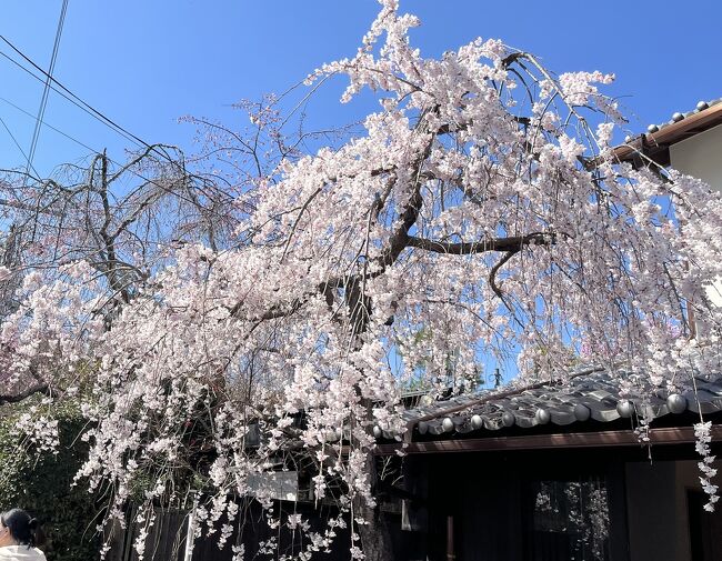 桜の時期のピークを避けて、京都に行ってきました。<br />憧れてたエースホテル京都に泊まりたいと思って調べていたら、全国旅割使って意外にもJTBでお得に予約ができちゃった。<br />もう１泊は子連れに定評がある梅小路公園のポテルに。これがまた最高な宿で。<br /><br />桜のピークを外したけど、あわよくば早咲きの桜も観れるといいなぁーと‥<br />が、先にネタばらしすると、春分の日前後のこの時期は全体的に「まだまだ」な開花状況でした！<br />表紙の写真は釣り広告ですw<br /><br />※※旅程※※<br />3/19(日)晴れ<br />のぞみ新幹線で京都へ<br />umekoji POTEL<br />GOOD  NATURE STATION内のRAUでティータイム<br />木屋町通りをお散歩<br />ホテルは戻り休憩<br />祇園に戻り焼肉の名門天壇祇園本店でディナー<br /><br />3/20(月)晴れ<br />梅小路公園で遊ぶ<br />ＪＲ馬堀駅へ<br />トロッコ列車でトロッコ亀岡からトロッコ嵯峨野まで<br />嵯峨野・嵐山観光<br />市内に戻り三条会商店街でラーメンランチ<br />公園で遊びながら商店街探索、お買い物、おやつ<br />エースホテル京都でお買い物と夕食、宿泊<br /><br />3/21(火・祝)曇り→雨<br />朝食はおばんざい屋さんで<br />カフェにハシゴしコーヒータイム<br />地下鉄で蹴上インクラインへ<br />岡崎まで散歩しTSUTAYA岡崎、平安神宮を横目にイベントを楽しむ<br />雨宿りついでに京都モダンテラスでランチ<br />タクシーでホテルまで、荷物ピックアップ<br />地下鉄で早めに京都駅へ、京都タワーサンドでお土産調達とおやつ<br />のぞみ新幹線とタクシーで帰宅<br /><br />※※所感※※<br />京都はやはりハイレベルホテルが多いですね。<br />観光も魅力的なのにホテルホッピングもしたくて困りますw 我が家は子供が小さいので、今回はホテルホッピングを半強制的に選びましたが。<br />あと、京都の人混みは凄まじかったです。<br />中心部はまだしも、嵯峨野嵐山は特に。<br />どこもかしこも人人人で、コーヒー一杯買うのにも1時間かかるんじゃないかという行列。<br />トロッコ列車という子供も楽しめるコンテンツはあるものの、土日や連休の嵯峨野嵐山には子連れでは行かんほうがいいよー！と声を大にして言いたい。<br /><br />ほぼ観光無し、ホテル紹介と食べたものがメインの旅行記ですが、良かったらご覧ください。