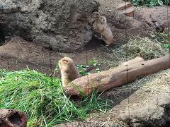 【上野動物園】フラミンゴの数を数えて、プレーリードッグの人気を確認して、上野の森美術館へ。
