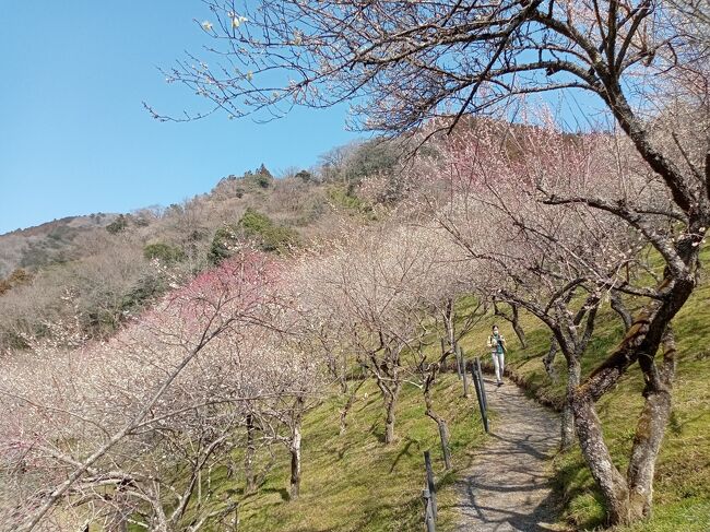 3月に入りましたが、今年に入ってまだ梅を見ていませんでした。東京近郊で現在梅が満開の所を探したところ、何ヶ所も梅林が点在している高尾が満開であることを知りました。<br />絶好の晴天の下、気温もちょうどよく、長距離歩いていて実に気持ちが良かったです。その絶好の条件下で5ヶ所の梅林を巡りましたが、メインの白梅がとてつもなく艶やかで美しかったです。また梅林全体の光景も絵の世界のような美しさでした。<br /><br />-------------------------------------------------------------------------------<br />スケジュール<br /><br />★3月8日　自宅－JR中央線高尾駅－（徒歩）遊歩道梅林－<br />　　　　　高尾梅の郷町の広場－湯の花梅林－するさし梅林－木下沢梅林ー<br />　　　　　（バス）JR中央線高尾駅－自宅