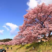 「河津さくら・皇居・迎賓館赤坂離宮」を巡る４日間の旅へ！　№１　静岡県（河津町・南伊豆町）