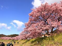 「河津さくら・皇居・迎賓館赤坂離宮」を巡る４日間の旅へ！　№１　静岡県（河津町・南伊豆町）