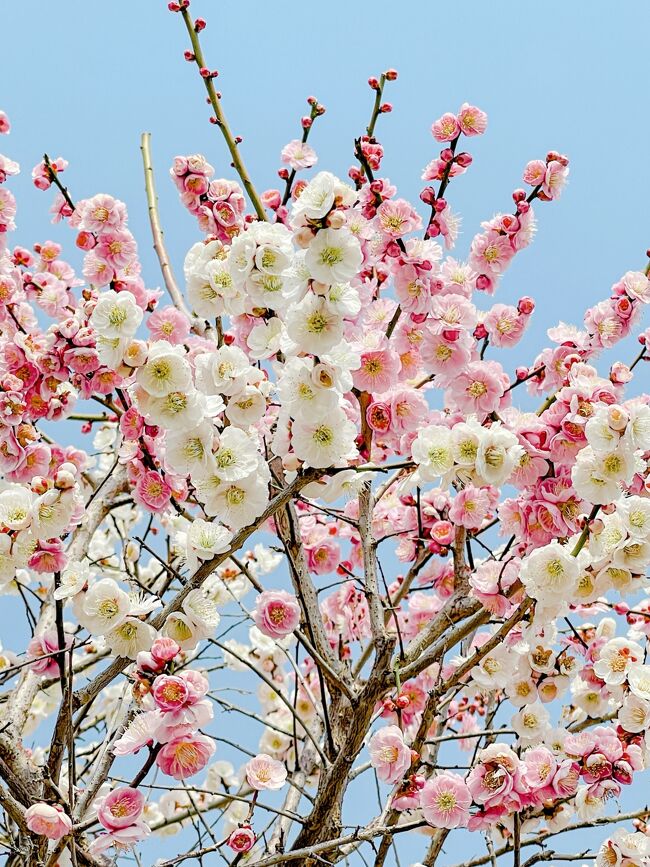 3月に入り、暖かい日が続いて、まさに春本番を迎えようとしています。今年も梅を見たくなり、幼なじみの友人と今春、目先を変えて神戸方面の岡本梅林公園へ行くことになりました。この梅林公園は4トラベラーのyokoさんの旅行記で見たことがあり、岡本は古来から梅の名所だったところなんだそうです。<br /><br />神戸方面といえば、スイーツの名店が数多くある関西屈指のスイーツ天国のエリア。&quot;sweet tooth&quot; の私は梅を見た後のスイーツも楽しみで、三宮にある『pâtisserie Tooth Tooth』で苺尽くしのアフタヌーンティーに心惹かれたのでした。