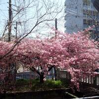 2023年3月☆京都１泊２日旅☆②下鴨神社～河合神社～晴明神社～錦市場