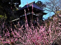 早春賦 近江 石山⑤石山寺 梅園・光堂・八大龍王社・無憂園・密蔵院、他（エピローグ）