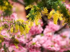 見頃のミモザ、早咲き桜に囲まれて