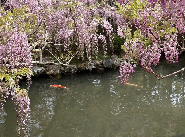 春日大社に咲く藤を中心に<br />その前後に咲く春の花を見に行きました。<br />萬葉植物園の「藤の園」には様々な品種が咲き<br />訪れた日は満開には少し早かったですが、<br />とても艶やかでした。<br />