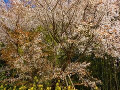 魚見桜