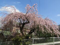 枝垂れ桜が開花し、見頃を迎えています（横浜市戸塚区上倉田町）