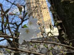 昨日桜開花宣言、待ちきれずまだ咲いてない桜訪ねて日記