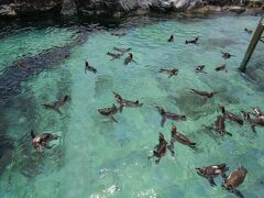 公園探し【東京（葛西臨海水族園・Tokyo Sea Life Park）編&#917763;】