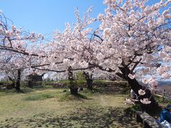 村上城址の桜
